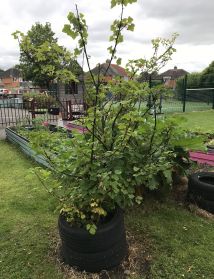 Blossomfield 2024 e
