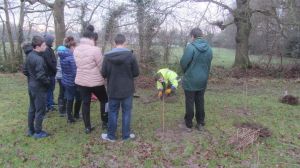 Tree planting 2